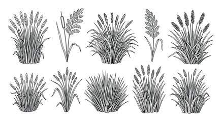 Fototapeta premium Set of various grain and marsh grass plants in black outline drawing for botanical projects