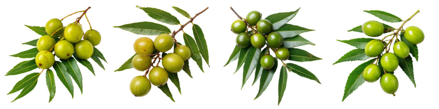 Fresh green neem leaves and fruits isolated on transparent background branches of medicinal plant azadirachta indica healthy organic herb for ayurveda and cosmetics copy space