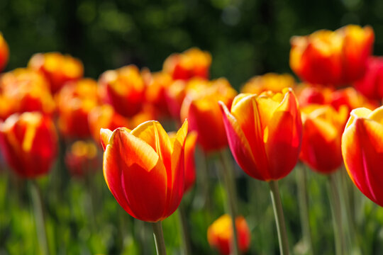Red tulips in warm sunset light with shallow depth of field