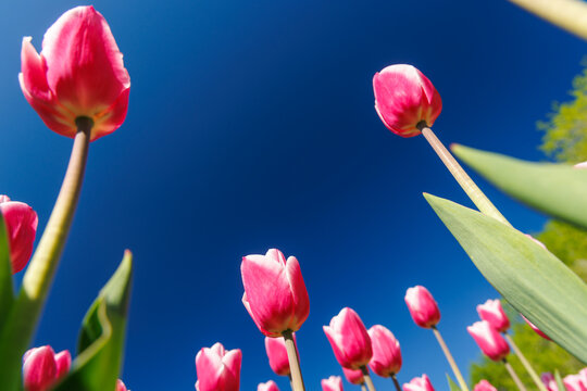 Red tulips from below against deep blue sky