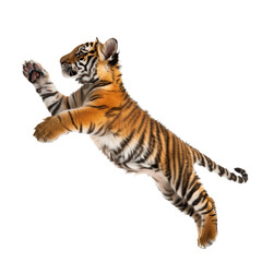 Obraz premium Tiger cub leaping in mid air with front paws raised
