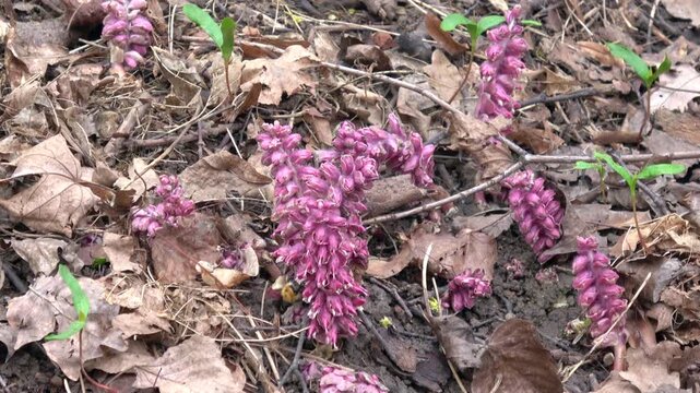 Bumblebee gathering nectar from purple toothwort flowers on forest floor