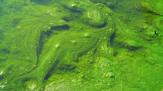 Green algal bloom in water, with swirling patterns and textures