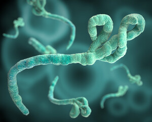 Fototapeta na wymiar Ebola virus under the microscope. Epidemic contagion