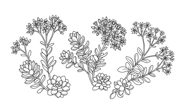 Minimal Sedum flower botanical logo icon vector isolated on white background