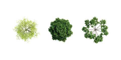 Three different green trees seen from above for architectural landscape design © md