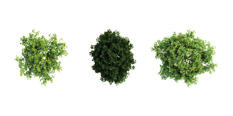 Three green trees seen from above for landscape design and architectural planning © md