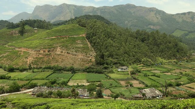 Tea Plantation Munnar, Kerala, India. Tea plants cultivated on hills or mountain slopes.Breathtakingly beautiful haven of peace and tranquility idyllic tourist destination in Kerala India