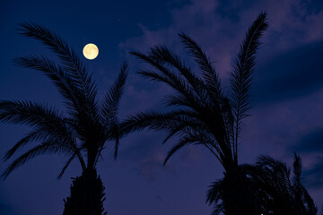 Fototapeta premium Full Moon on a twilight sky with landscape silhouettes.