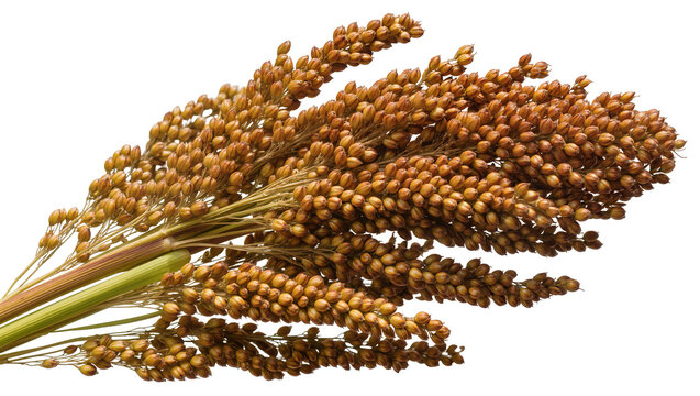 Brown sorghum grain stalks with green stems, isolated on transparent background