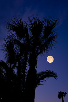 Full Moon on a twilight sky with tree silhouettes.