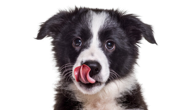 Black and white border collie puppy licking its nose, isolated on transparent background