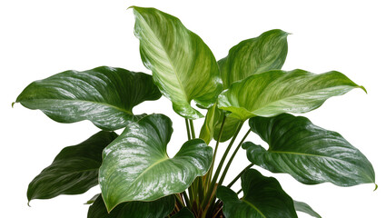 Lush green Philodendron plant with large glossy leaves, isolated on transparent background © TONSTOCK