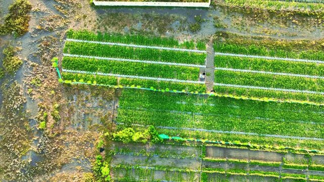 Overhead lighthouse base beside green farm rows