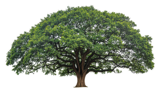 Massive green canopy tree with thick branches, isolated on transparent background
