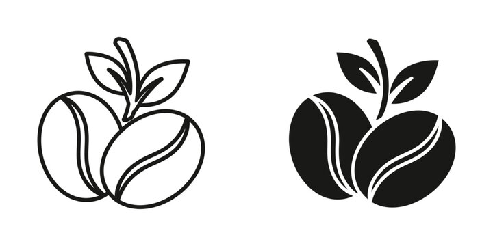 Natural coffee beans and leaf vector icon illustration with caffeine beverage espresso breakfast