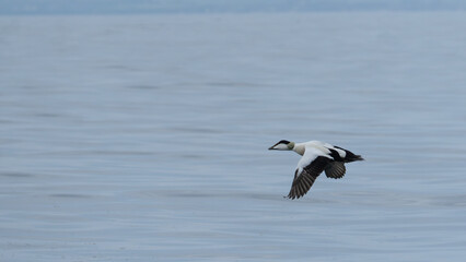 Naklejka premium Common Eider Flying Over Sea at North Berwick