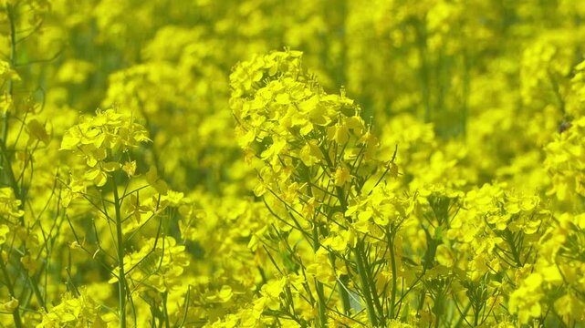 風に揺れる菜の花