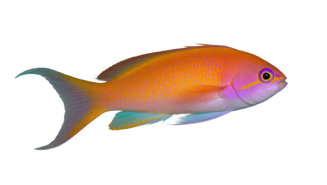 Vibrant orange and purple Anthias fish, isolated on transparent background