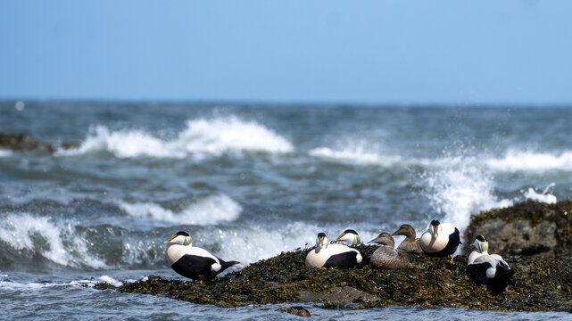 Common Eiders Sheltering on Seaweed Covered Rocks in North Berwick