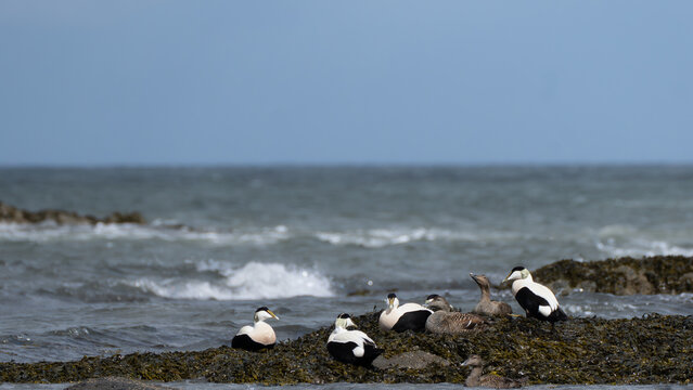 Common Eiders Resting Along Rocky Coastline in North Berwick, Scotland