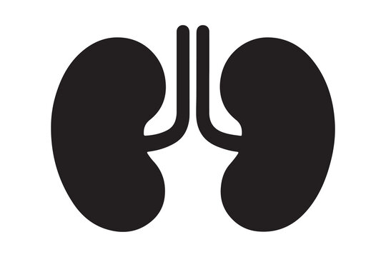 Simple illustration of human kidney organ with ureter and bladder  medical concept