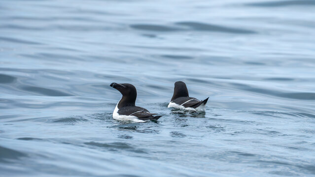 Razorbills Floating on Calm Coastal Waters in Scotland