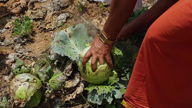 Munnar Vattavada organic cabbage farm fields. Idukki Kerala India. People hands picking green Indian cabbages crops in garden. A gardener holds a head of fresh Savoy cabbage on his farm

