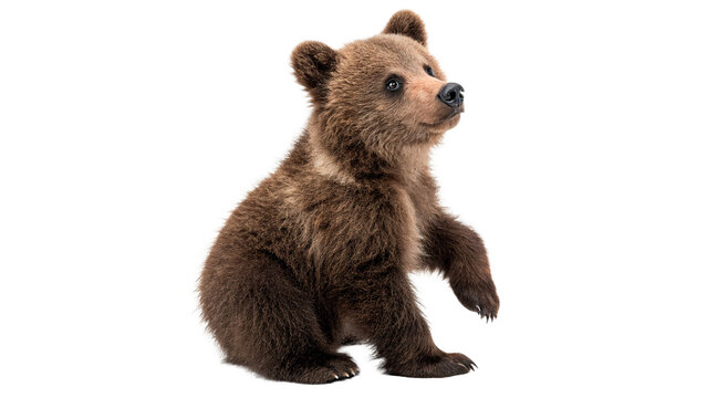 Wild brown bear cub sitting and looking alertly for wilderness forest and nature animal protection on transparent background