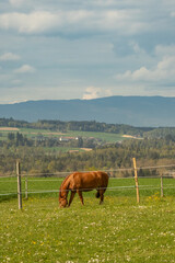 Naklejka premium Scenic countryside landscape with horse eating grass in fenced field, rolling hills and soft sky, ideal for agriculture, sustainability and pastoral themes.