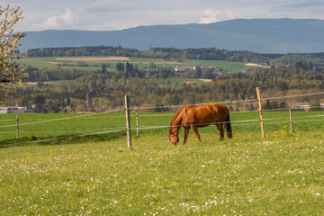 Brown horse (Equus ferus caballus) grazing in a Swiss meadow (Poaceae spp.) dotted with daisies (Bellis perennis), with forested hills and mountains in the background. © Anna