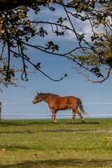Peaceful Swiss farmland with a brown horse (Equus ferus caballus) in a lush pasture, dotted with daisies (Bellis perennis) and apple blossoms. © Anna
