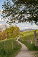 Fototapeta premium Rural walking trail in Switzerland along grassy slope with fence posts and trees, panoramic countryside view with rolling hills and sky, calm outdoor lifestyle concept.
