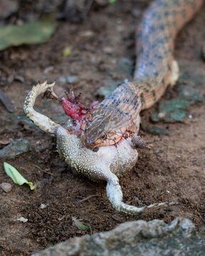 checkered keelback / Asiatic water snake swallowing a bullfrog