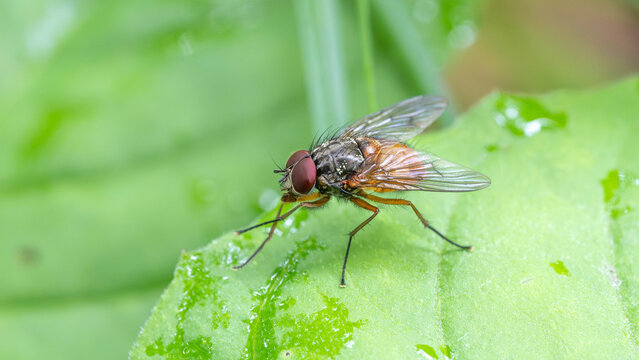 Bio Diversity - Phaonia subventa - Macro with many Details of a Fly with Orange Back
