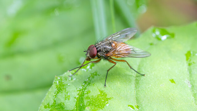 Bio Diversity - Phaonia subventa - Macro with many Details of a Fly with Orange Back