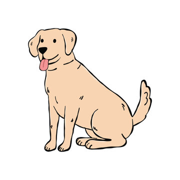 A sitting Labrador Retriever dog illustration, side view. isolated on white background