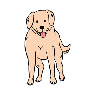 Front view illustration of a Labrador Retriever dog isolated on a background