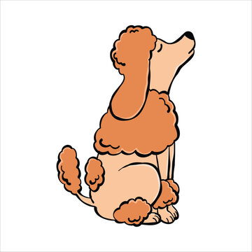 Side view illustration of a cute sitting Poodle dog, isolated on a white background