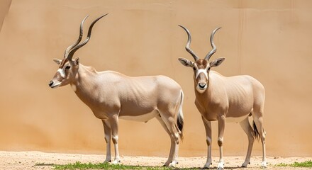 Obraz premium Eid al adha mubarak majestic scimitar horned oryx in desert habitat