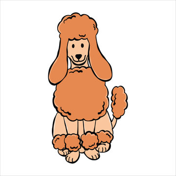 Front view illustration of a cute sitting Poodle dog, isolated on a white background