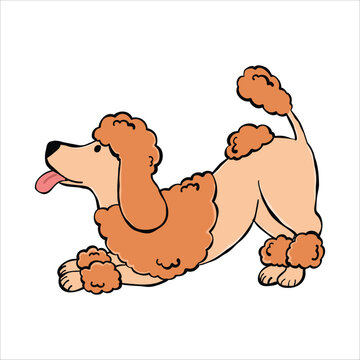 A cute Poodle dog illustration playing, isolated on a white background