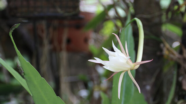 White tuberose flowers (sedap malam or Wijaya kusuma)