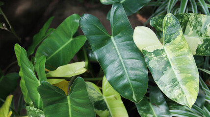 Philodendron patriciae on the house garden. home decoration. nature background © VerraWidhi