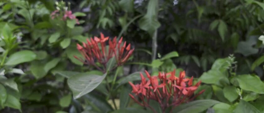 Vibrant red ixora flowers with lush green leaves in a garden setting