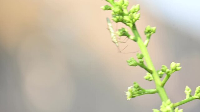 Stenodema laevigatum bug. Its common name is Stenodema laevigata, grass bug and rice bug.  It is a species of bug from Miridae family. 
