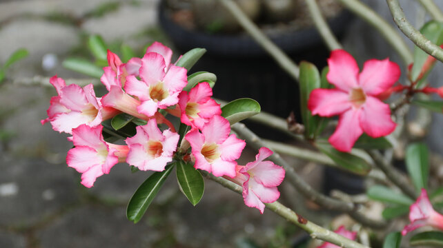 Adenium flower, pink impala lily, adenium tropical, Tropical flower Pink Adenium and desert rose plant also known as kamboja jepang. pink flower as natural background