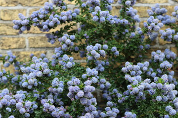 Obraz premium Blue ceanothus or California lilac flowers