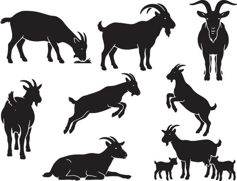 kambing