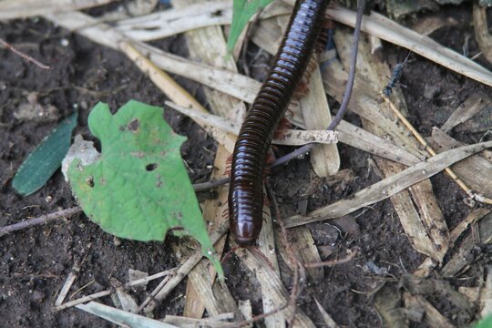 Brown Millipede Crawling on Leaf Litter and Soil on the Forest Floor